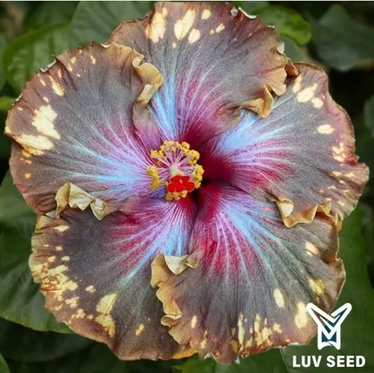 ITR 樂芙 印加寶藏 Luv Inca Treasure