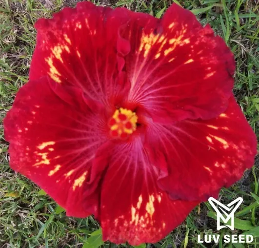 PGR 樂芙 鳳凰花園 Luv Phoenix Garden
