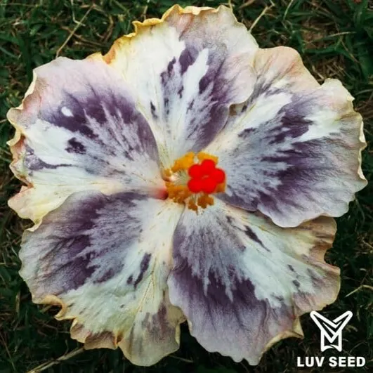 TSG 樂芙 薄雪草 Luv Thin Snow Grass