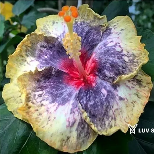 KAL 樂芙 萬花筒 Luv Kaleidoscope