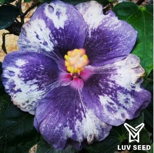 DSG 樂芙 深海少女 Luv Deep sea girl
