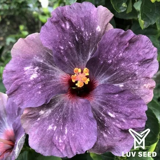 LST 樂芙 摯愛風暴 Luv Love Storm