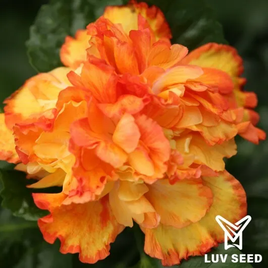 RGA 樂芙 漫遊花園 Luv Roaming Garden