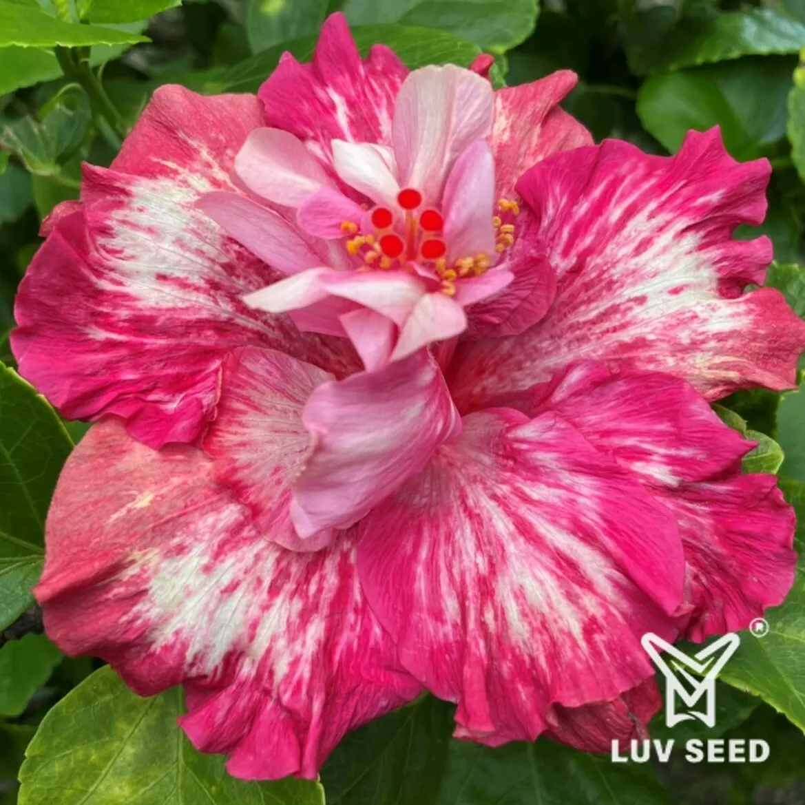 CWE 樂芙 世紀婚禮 Luv Century Wedding