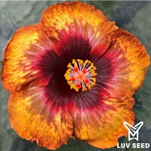 SSI 樂芙 豔陽 Luv Sun shine