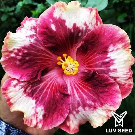 EBE 樂芙 貴美人 Luv Expensive Beauty