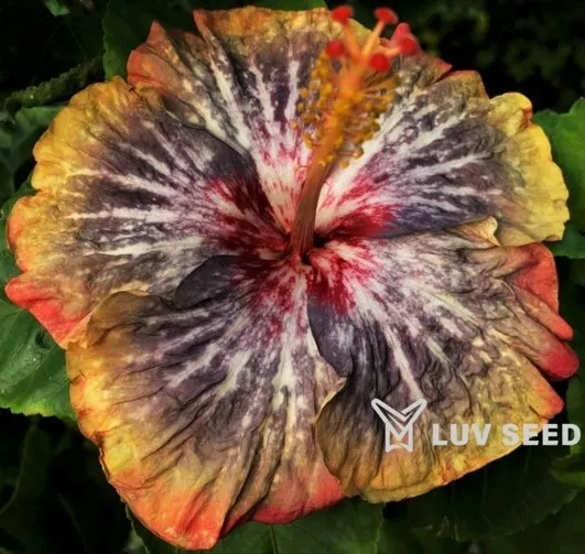 SNO 樂芙 獨生貴族 Luv Single Noble