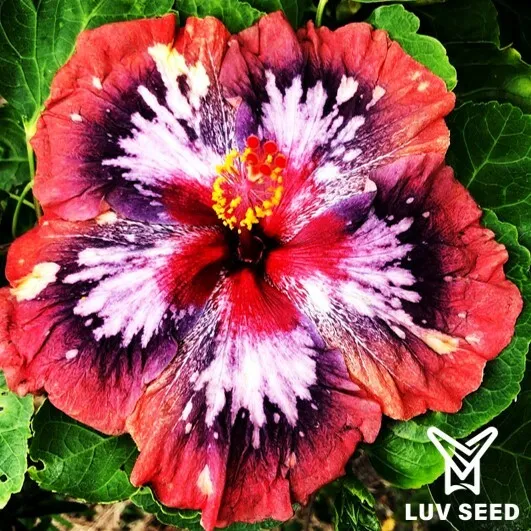 KSM 樂芙 慈愛雪山 Luv Kindness Snow Mountain