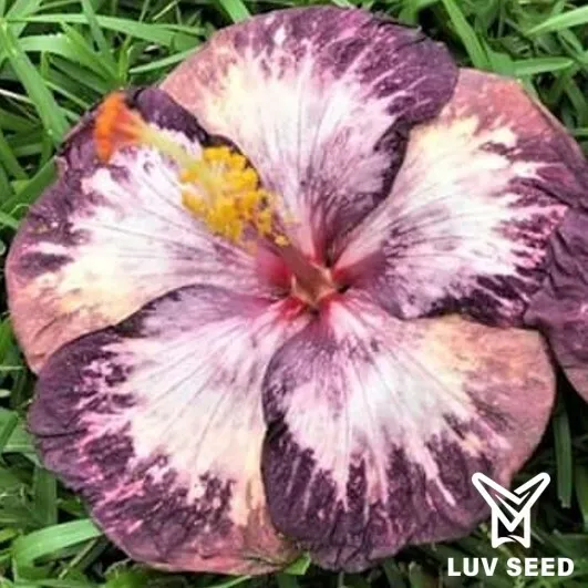 DFG 樂芙 德古拉的花園 Luv Dracula's Garden