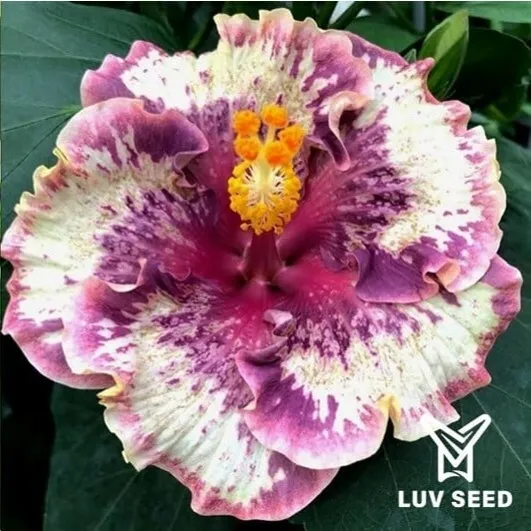 CSA 琪園 珊瑚海 Chi's Garden Coral Sea