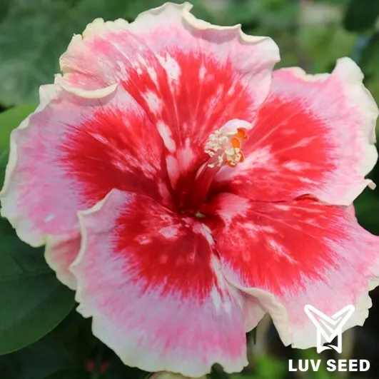 CFI 加勒比 嘉年華 Caribbean Fiesta