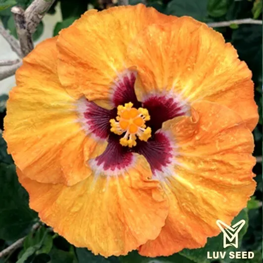 BHE 加勒比 燃燒的心 Caribbean Burning Heart