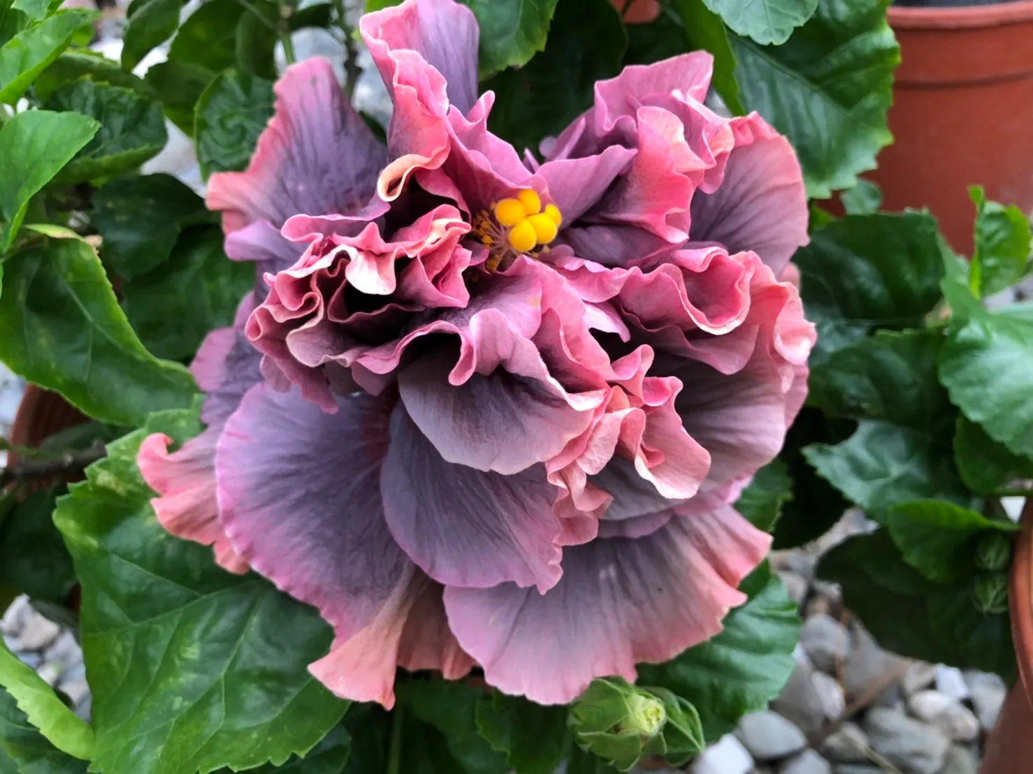 AAA 水沙連紫霞 Shueishalian Purple Cloud 號
