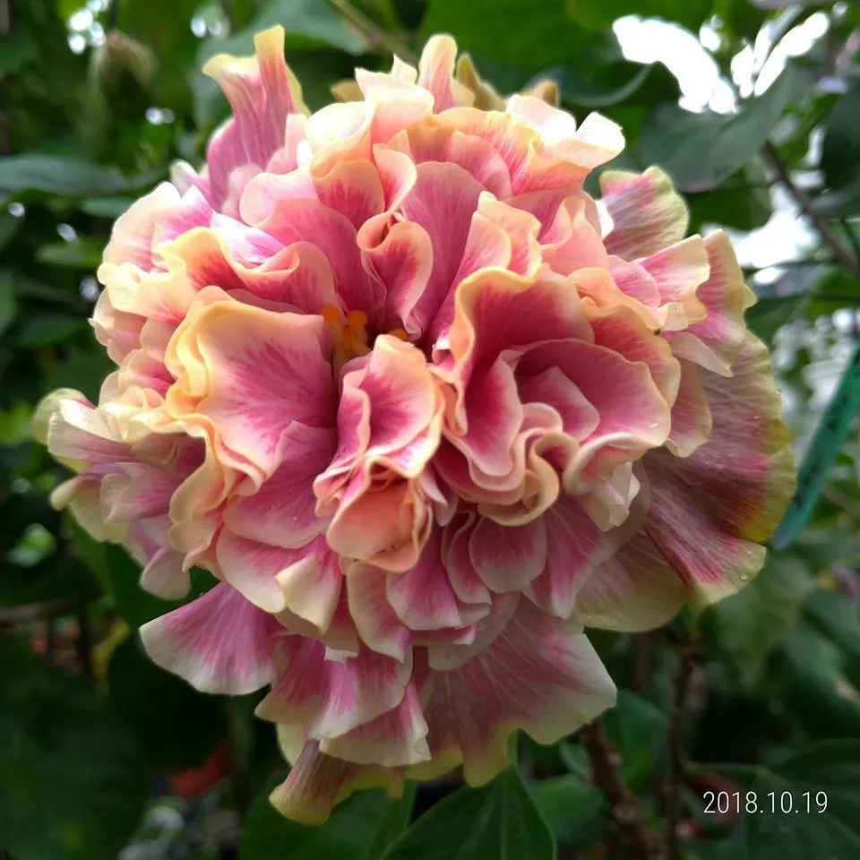 PEL福爾摩沙 伊利公主 Formosa Princess Eli