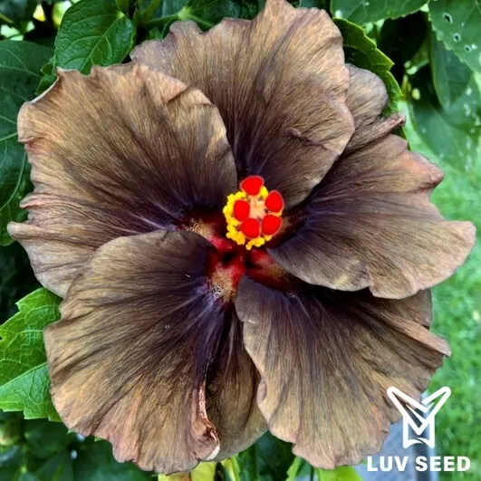BOR 福爾摩沙 黑橘子 Formosa Black Orange