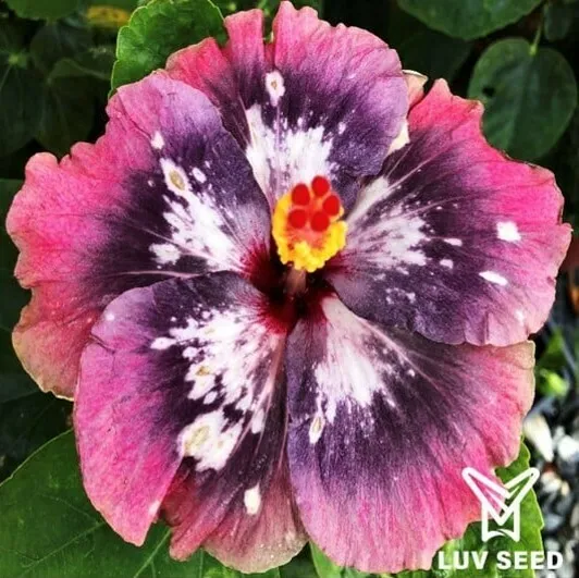 BVA 樂芙 蝴蝶谷 Luv Butterfly Valley