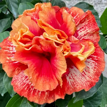 HPS 樂芙 赫菲斯托斯 Luv Hephaestus