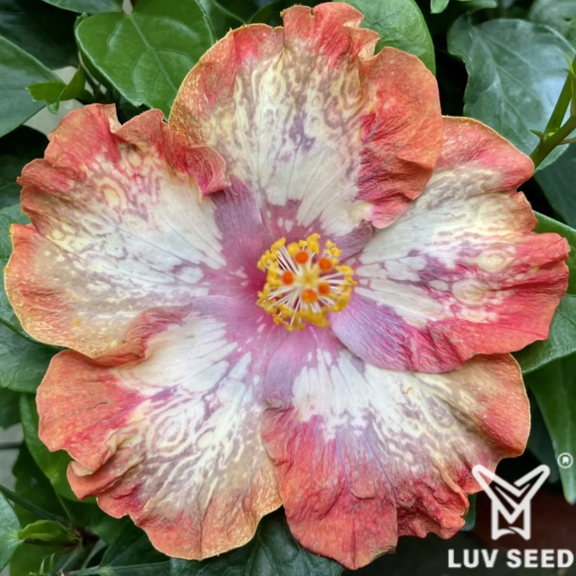 PLC 樂芙 帕帕拉恰 Luv Padparadscha