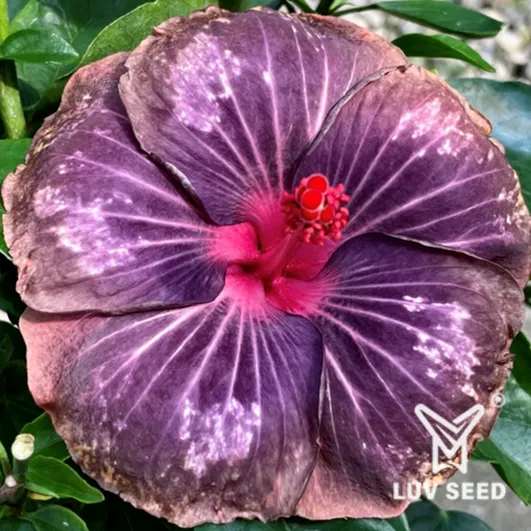 PFR 樂芙 紫色煙花 Luv Purple fireworks