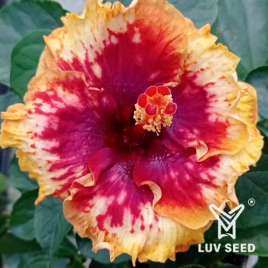 KME 樂芙 柯夢波丹 Luv Ke Mengbodan