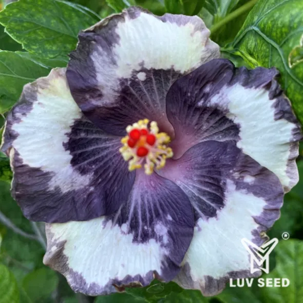 IST 樂芙 靛藍星辰 Luv Indigo Star