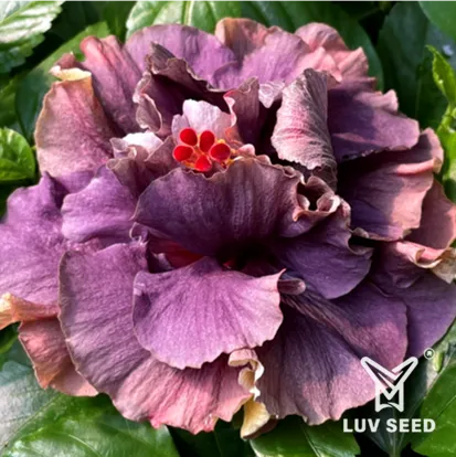 DVE 樂芙 黛絲絨 Luv Daisy Velvet