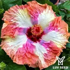 QMA 樂芙 瑪莉皇后 Luv Queen Mary
