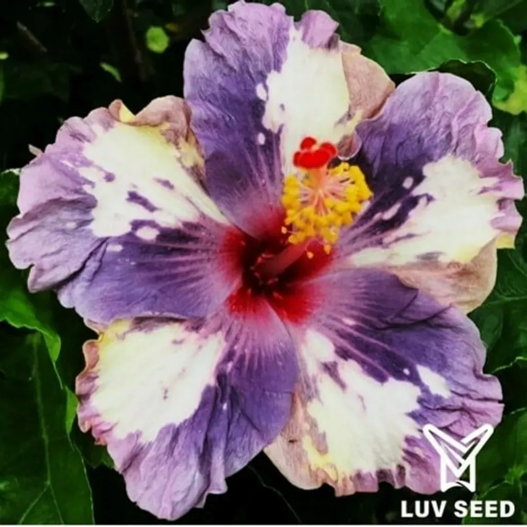 DUF 樂芙 杜菲 Luv Dufy
