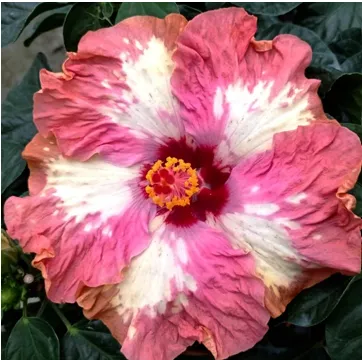QMA 樂芙 瑪莉皇后 Luv Queen Mary