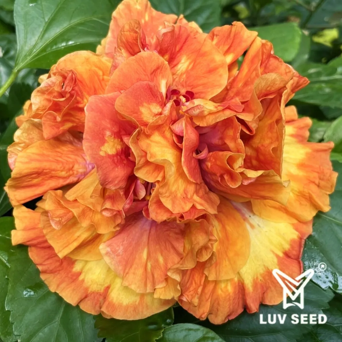 TIT 樂芙 泰坦 Luv Titan