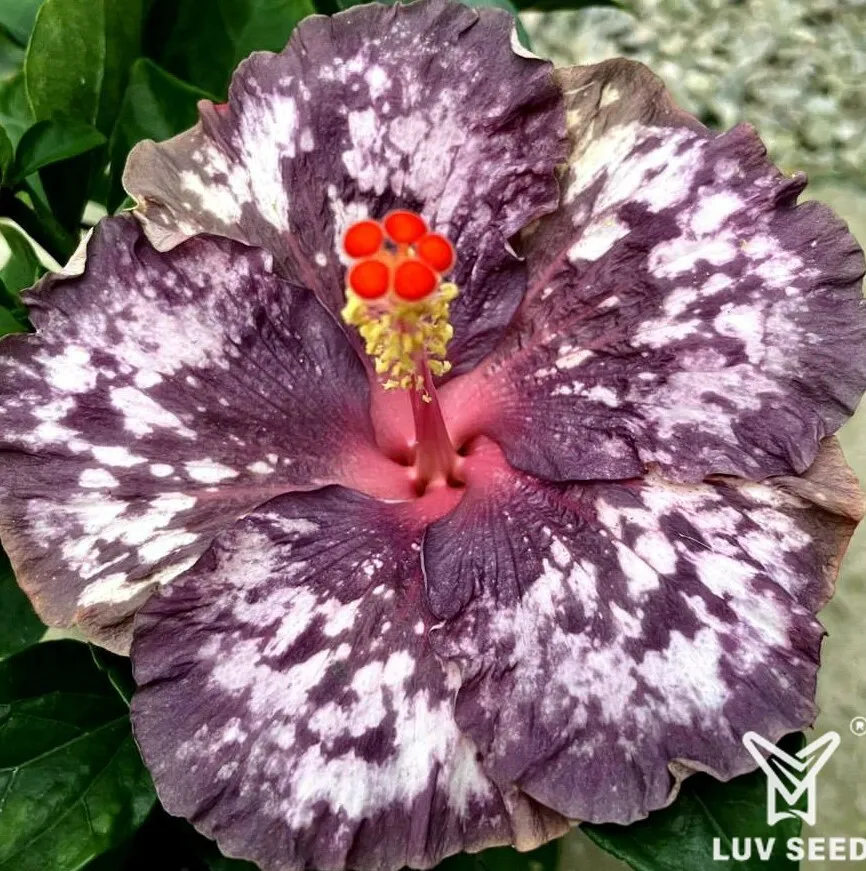 DUP 樂芙 杜若牡丹 Luv Duruo peony