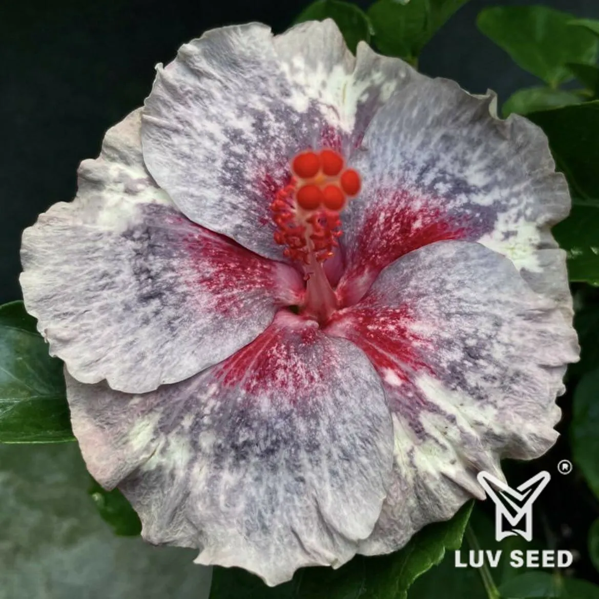 HHD 樂芙 手心寶石 Luv Hand Heart Gem