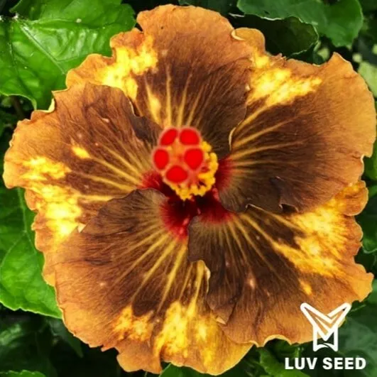 WAN 樂芙 萬妮達 Luv Wannida