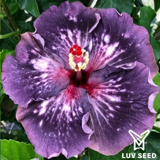 ANG 樂芙 安格爾 Luv Angeler