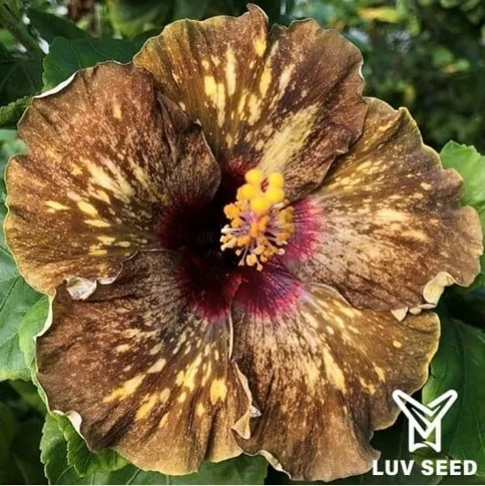 HSC 樂芙 黑帝斯權杖 Luv Hades Scepter