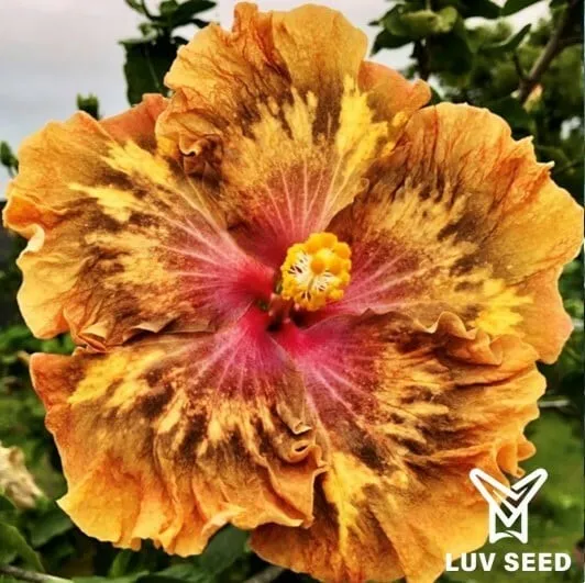 RDI 樂芙 紅塵客棧 Luv Red Dust Inn
