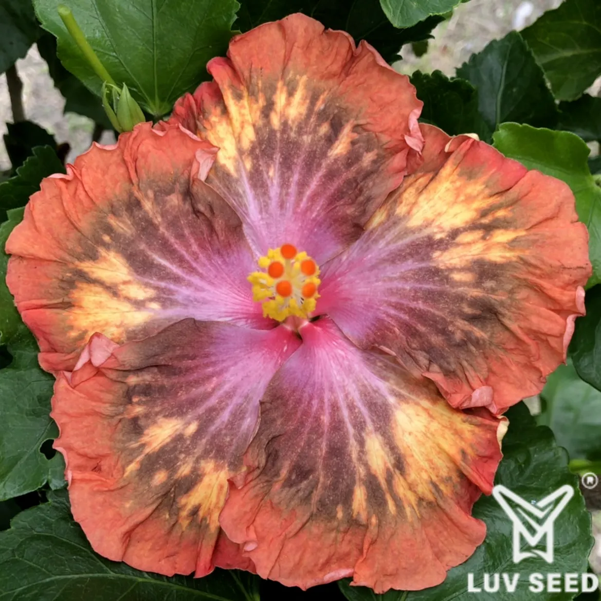 RDI 樂芙 紅塵客棧 Luv Red Dust Inn