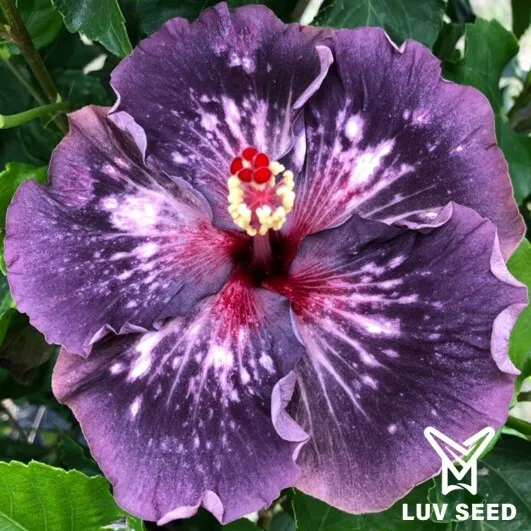 (嫁接苗)(grafted seedlings)ANG 樂芙 安格爾 Luv Angeler
