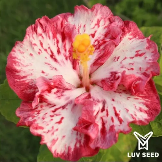 (嫁接苗)(grafted seedlings)PJU 樂芙 茱蒂公主 Luv Princess Julie