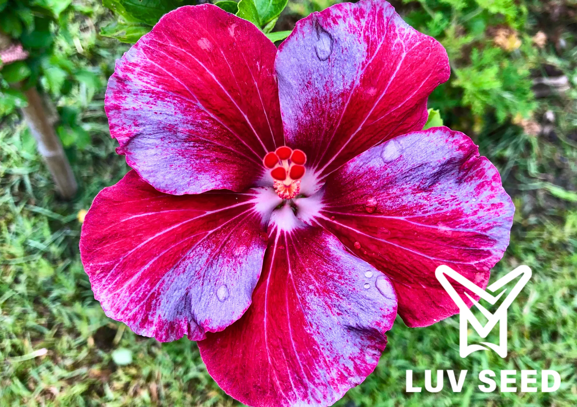 樂芙致命誘惑 Luv Fatal temptation