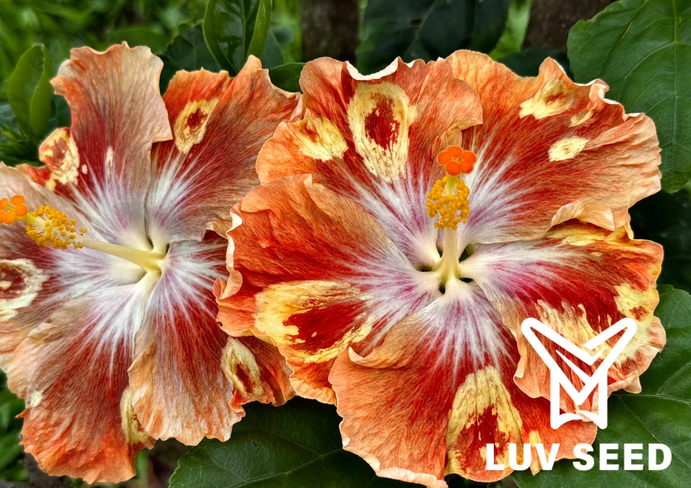 樂芙蟲洞