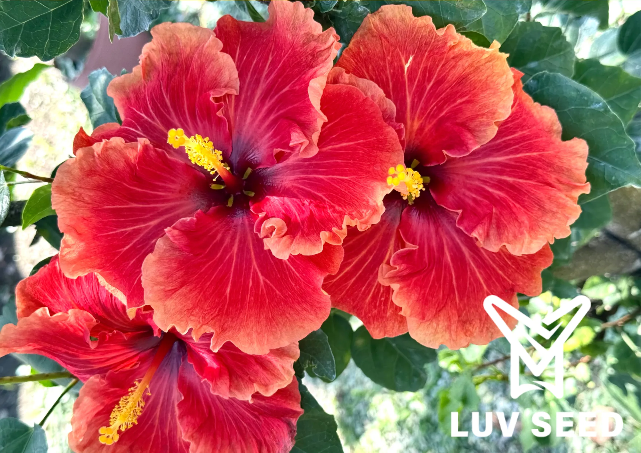 樂芙熔岩烈吻 Luv Lava Kiss