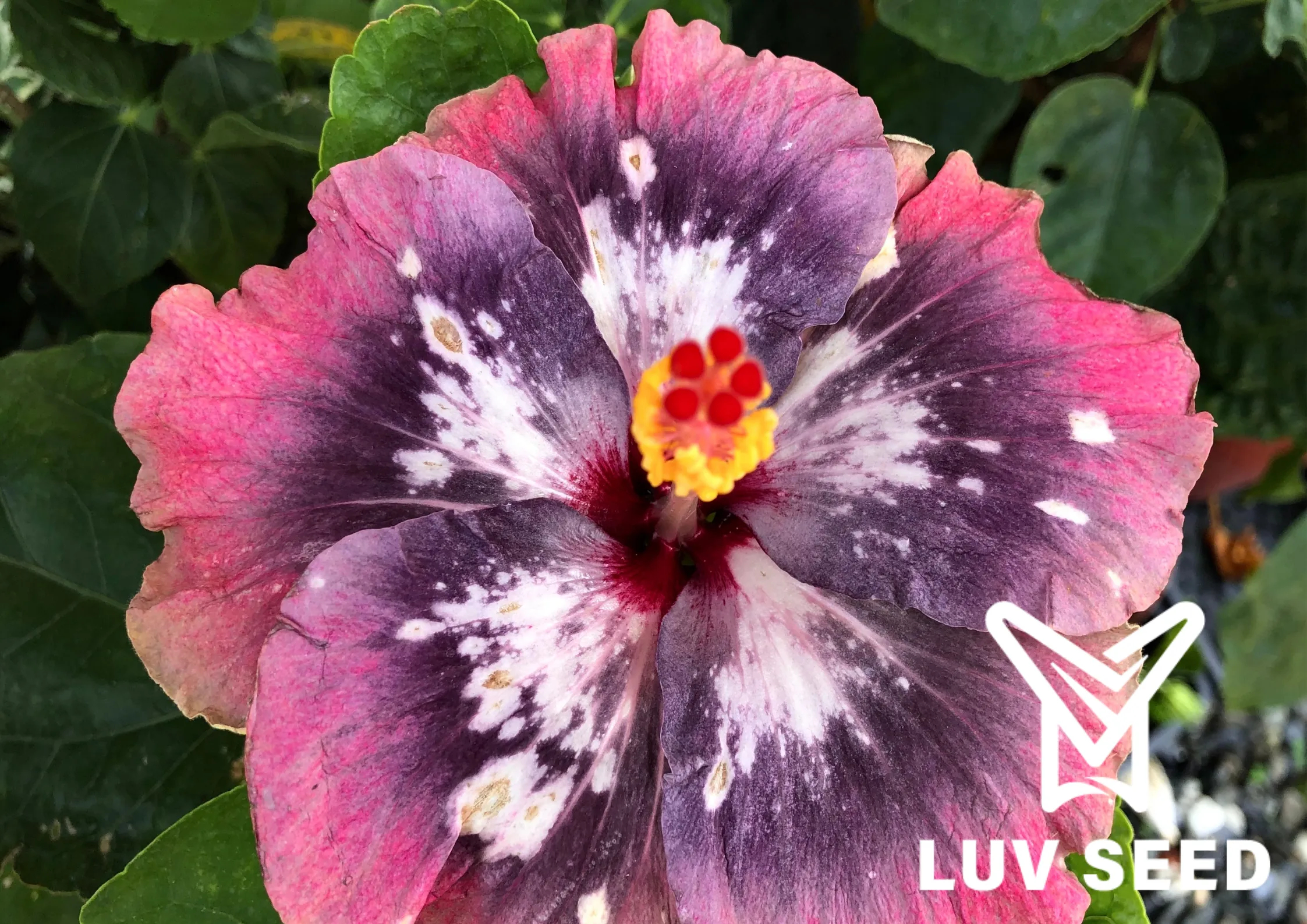 樂芙蝴蝶谷 Luv Butterfly Valley