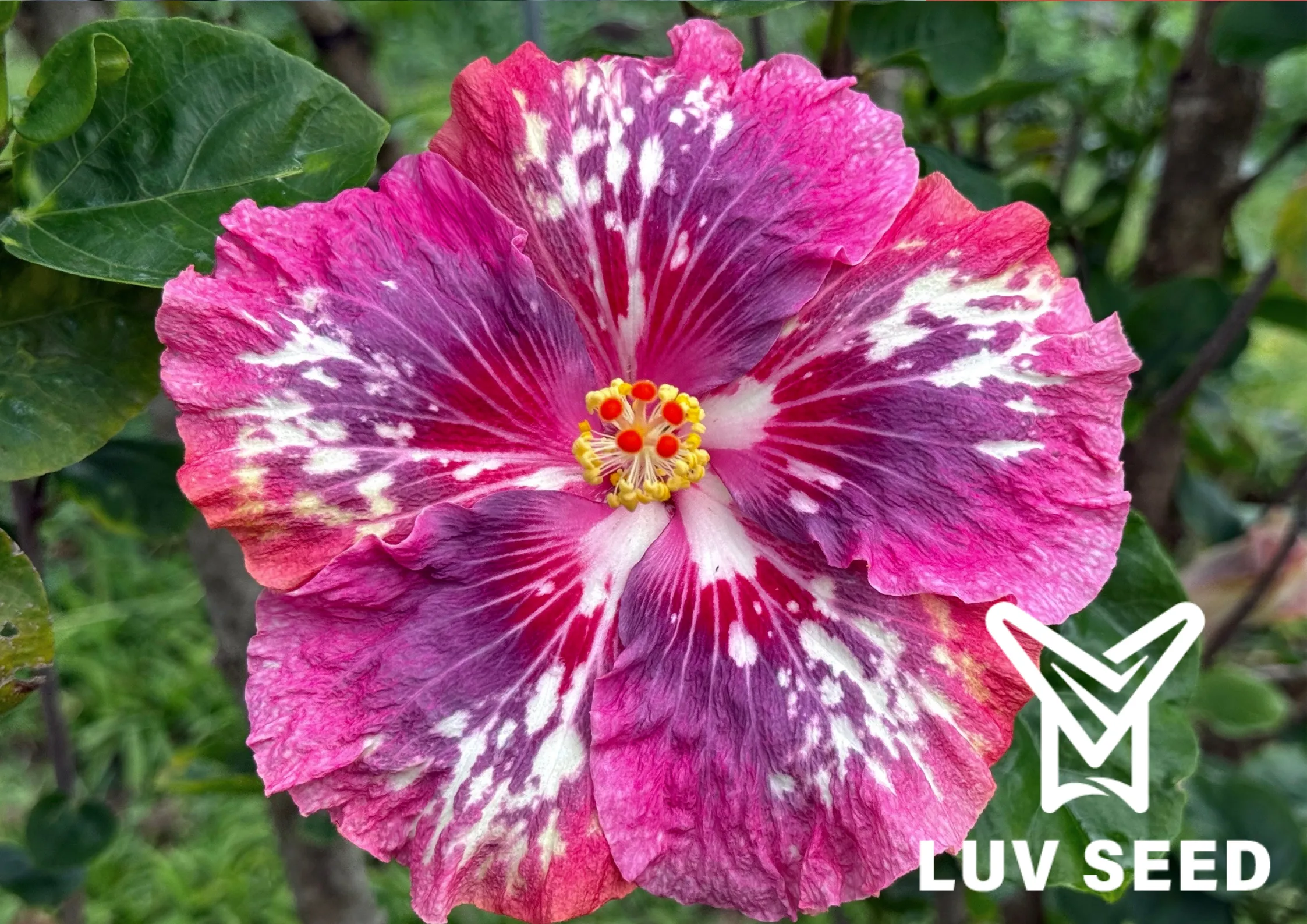 樂芙玫瑰夫人 Luv Lady Rose