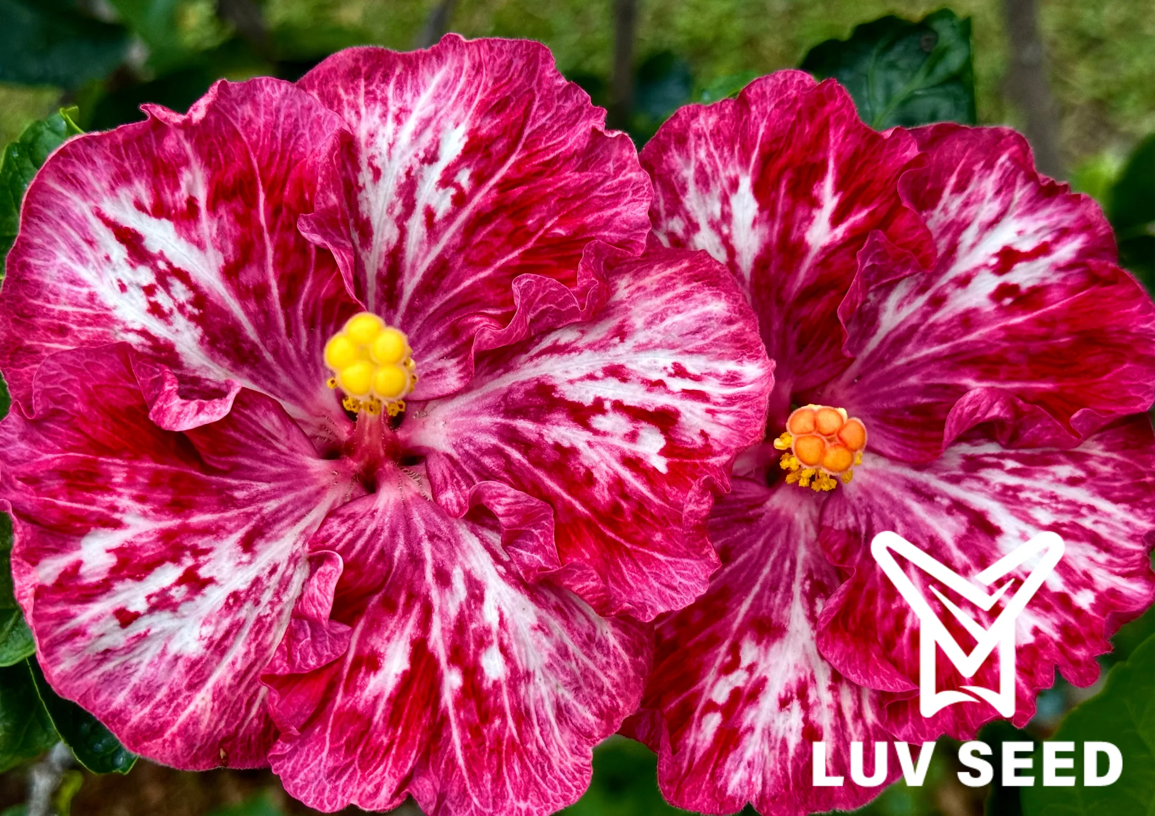 樂芙茱蒂公主 Luv Princess Judy