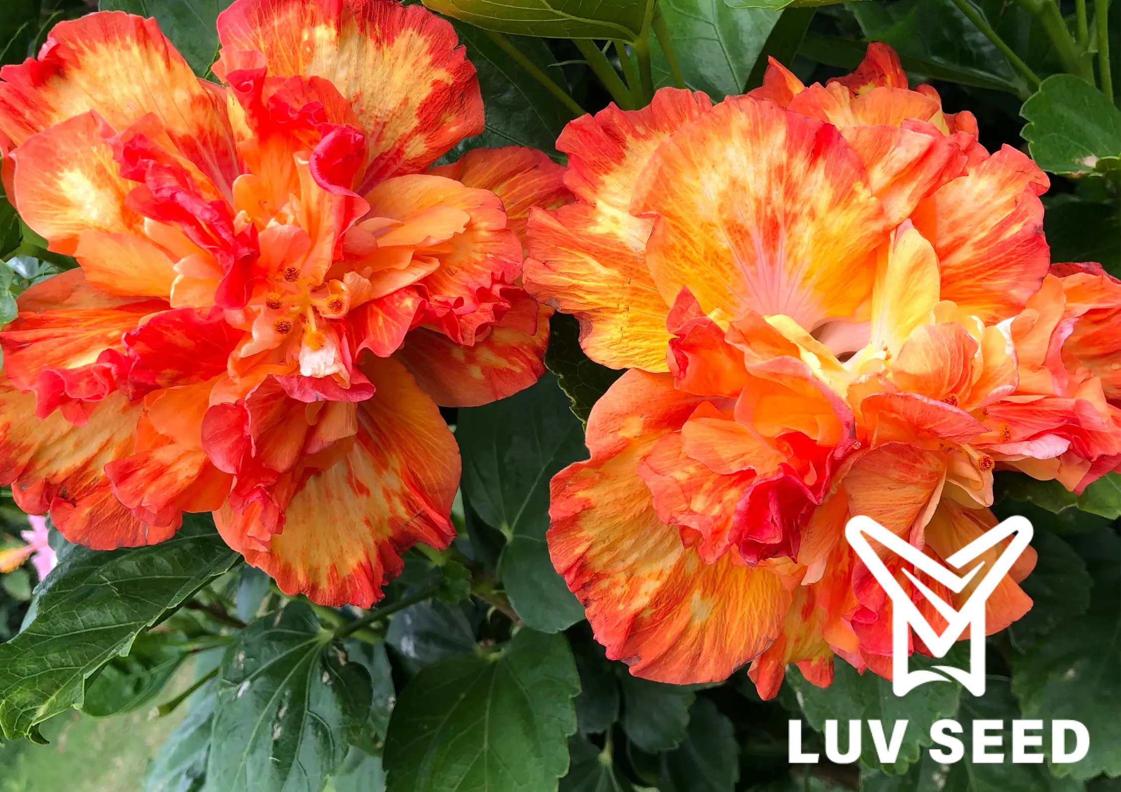 樂芙漫遊花園 Luv Roaming Garden