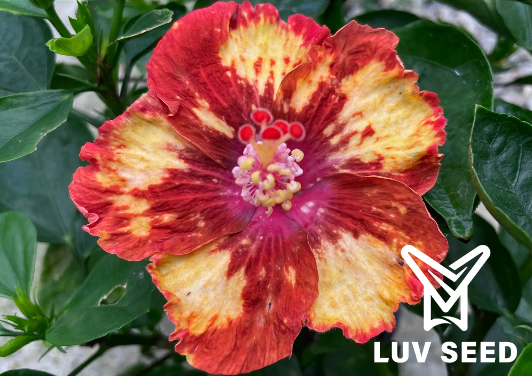 樂芙卡比辛比 Luv Kabisimbi