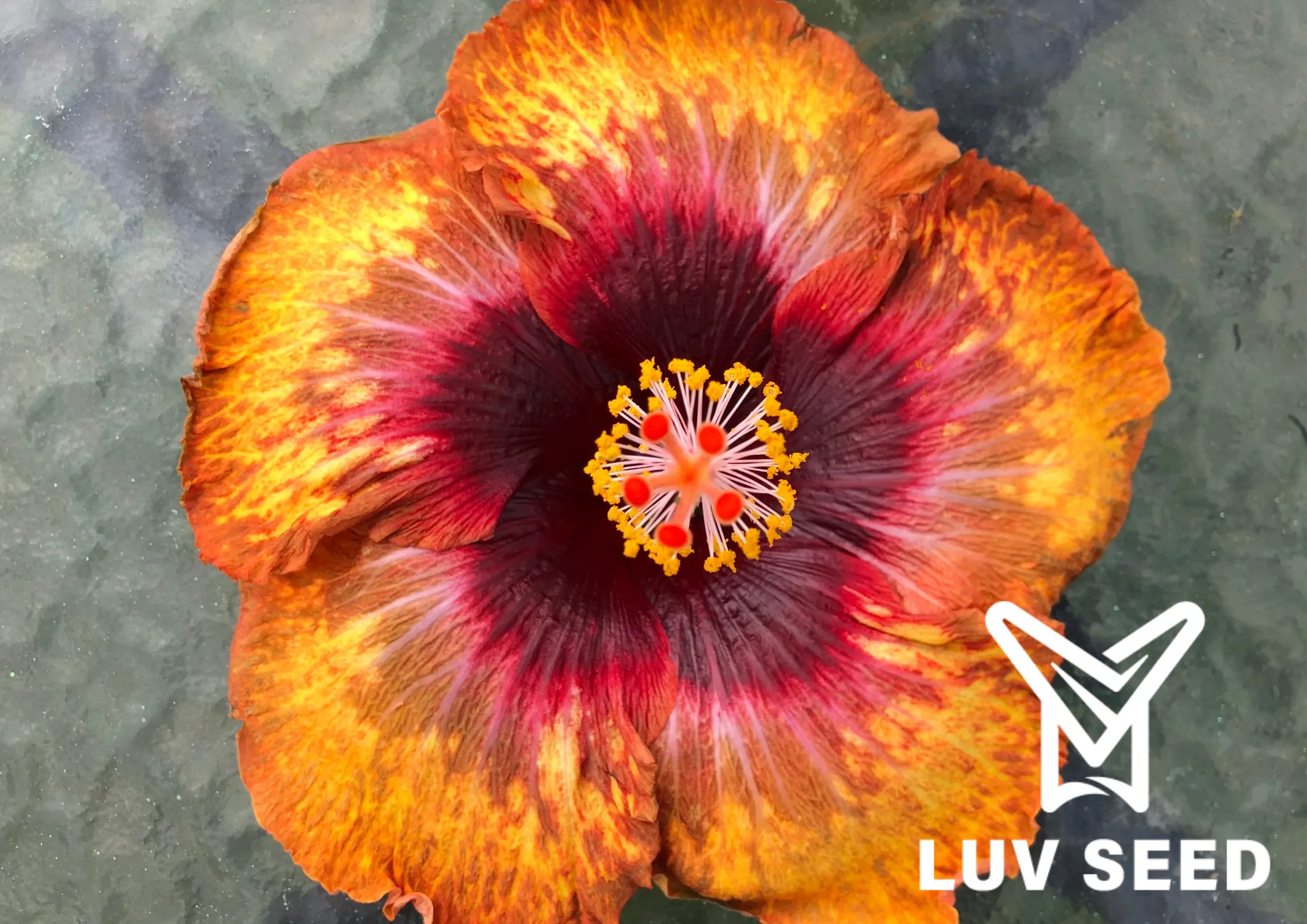 樂芙艷陽 Luv Sunshine