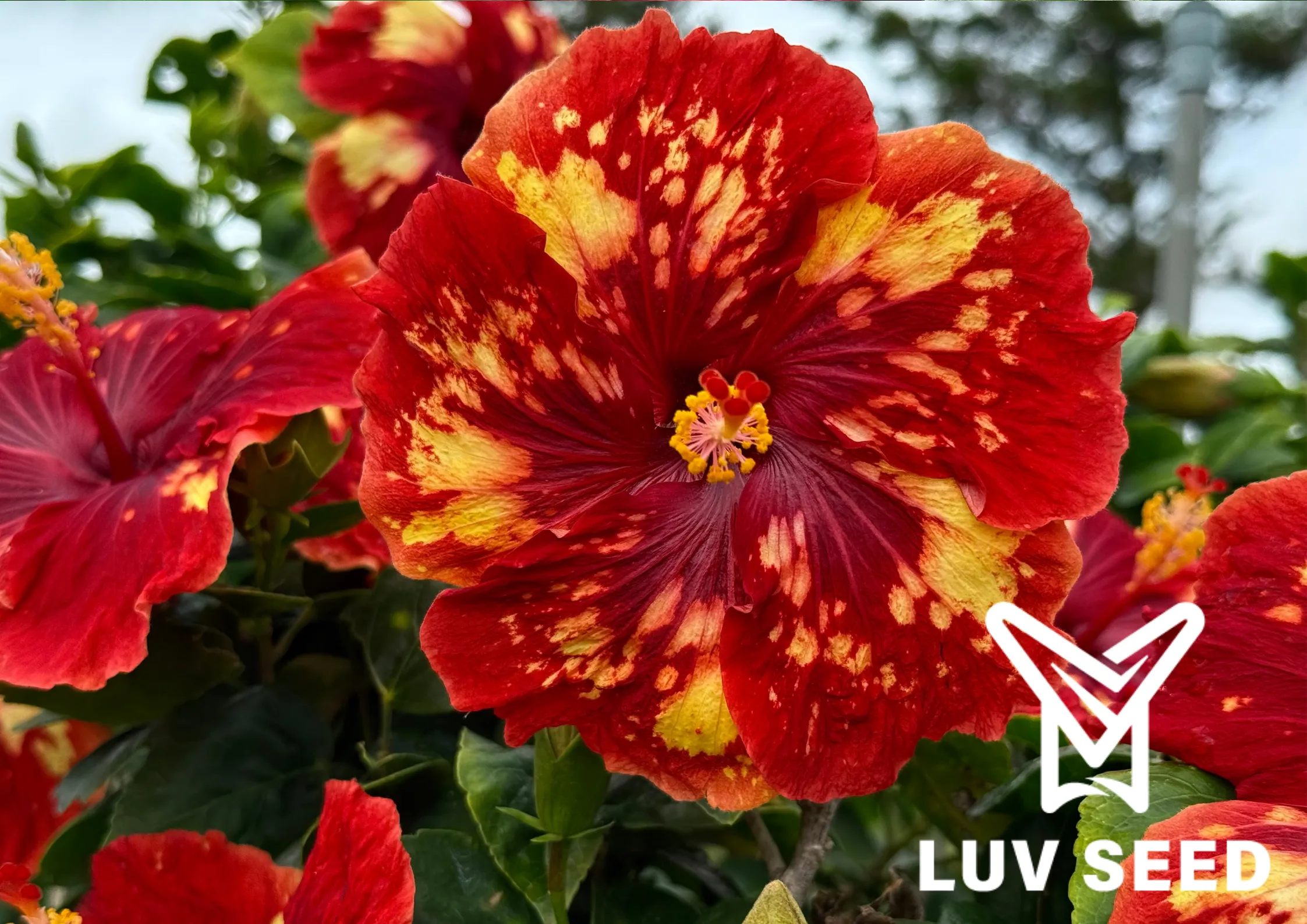 樂芙 鳳凰水晶 Luv Phoenix Crystal