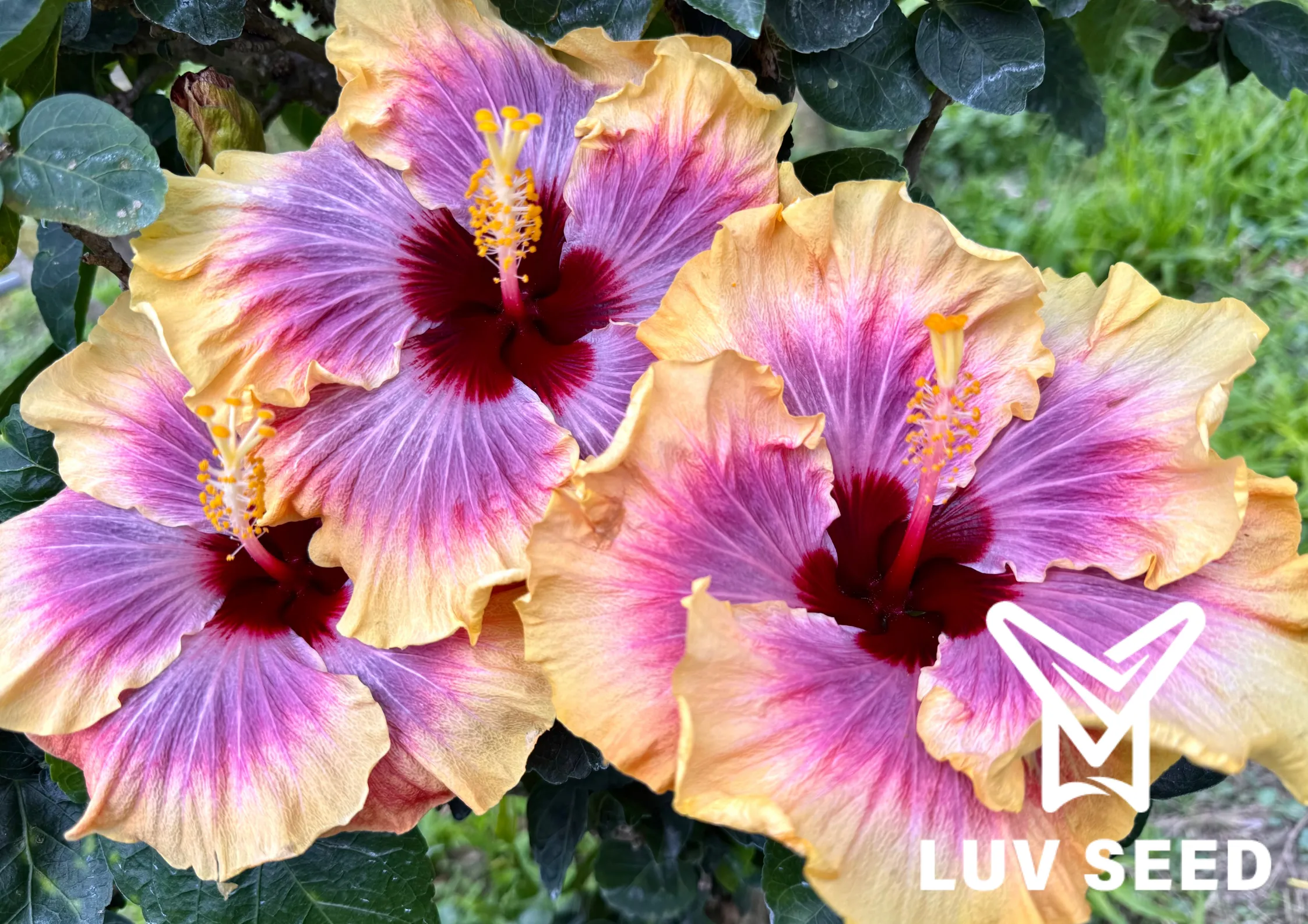 No.2541 樂芙熱情森巴 Luv Passionate Samba